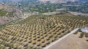 Terreno, R4431889